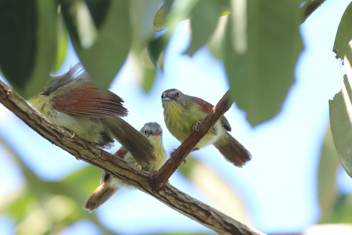 Pin-striped Tit-Babbler (Palawan) - ML622152008