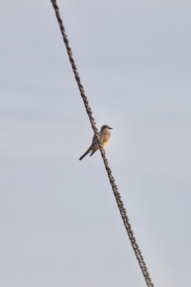 Cassin's Kingbird - ML622152016