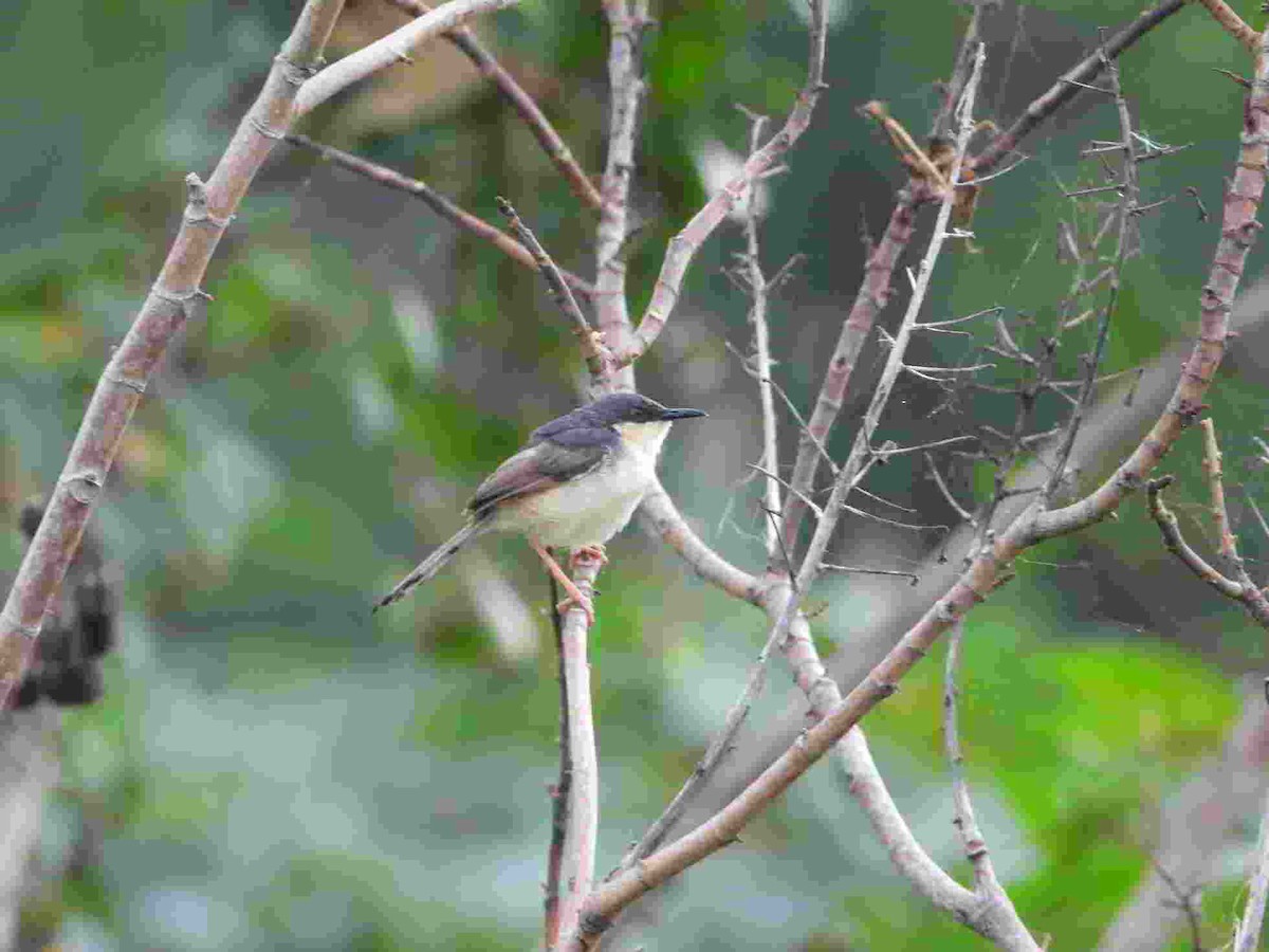 Ashy Prinia - ML622152018