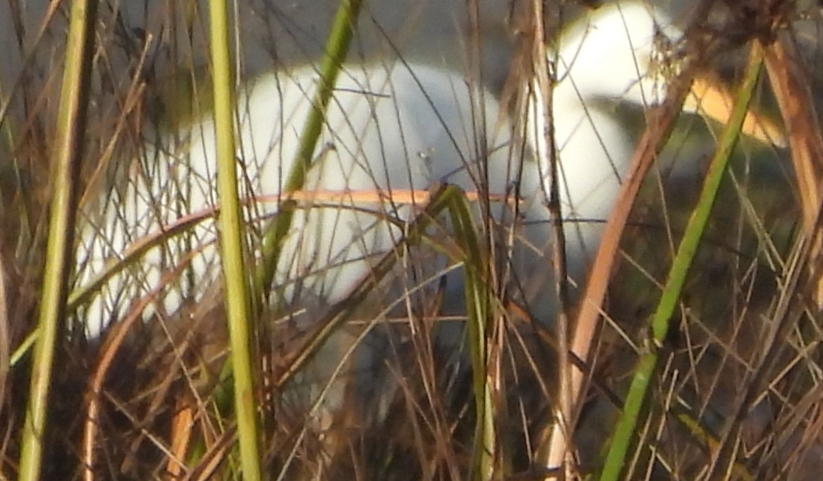 Plumed Egret - ML622152019