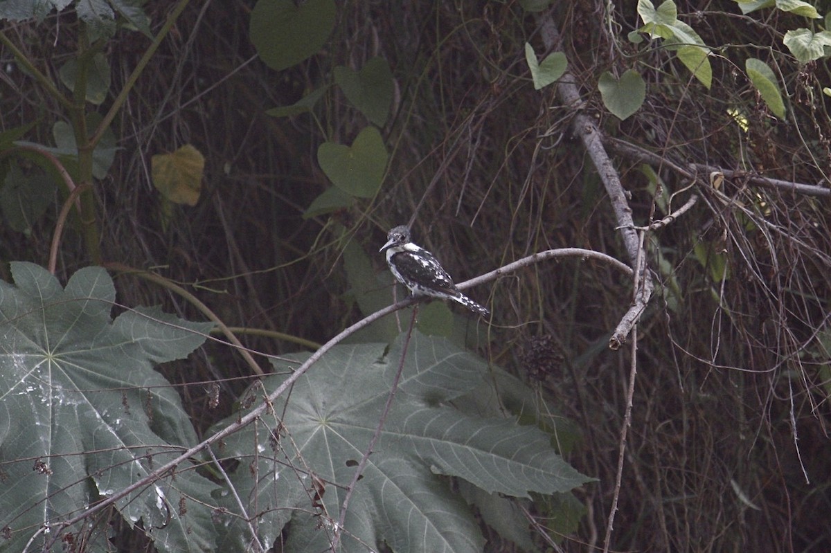 Green Kingfisher - ML622152020