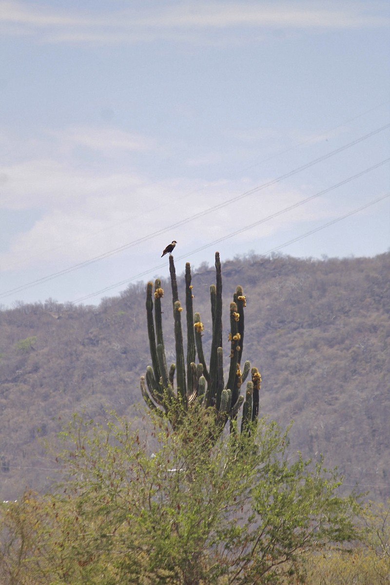 Crested Caracara - ML622152033