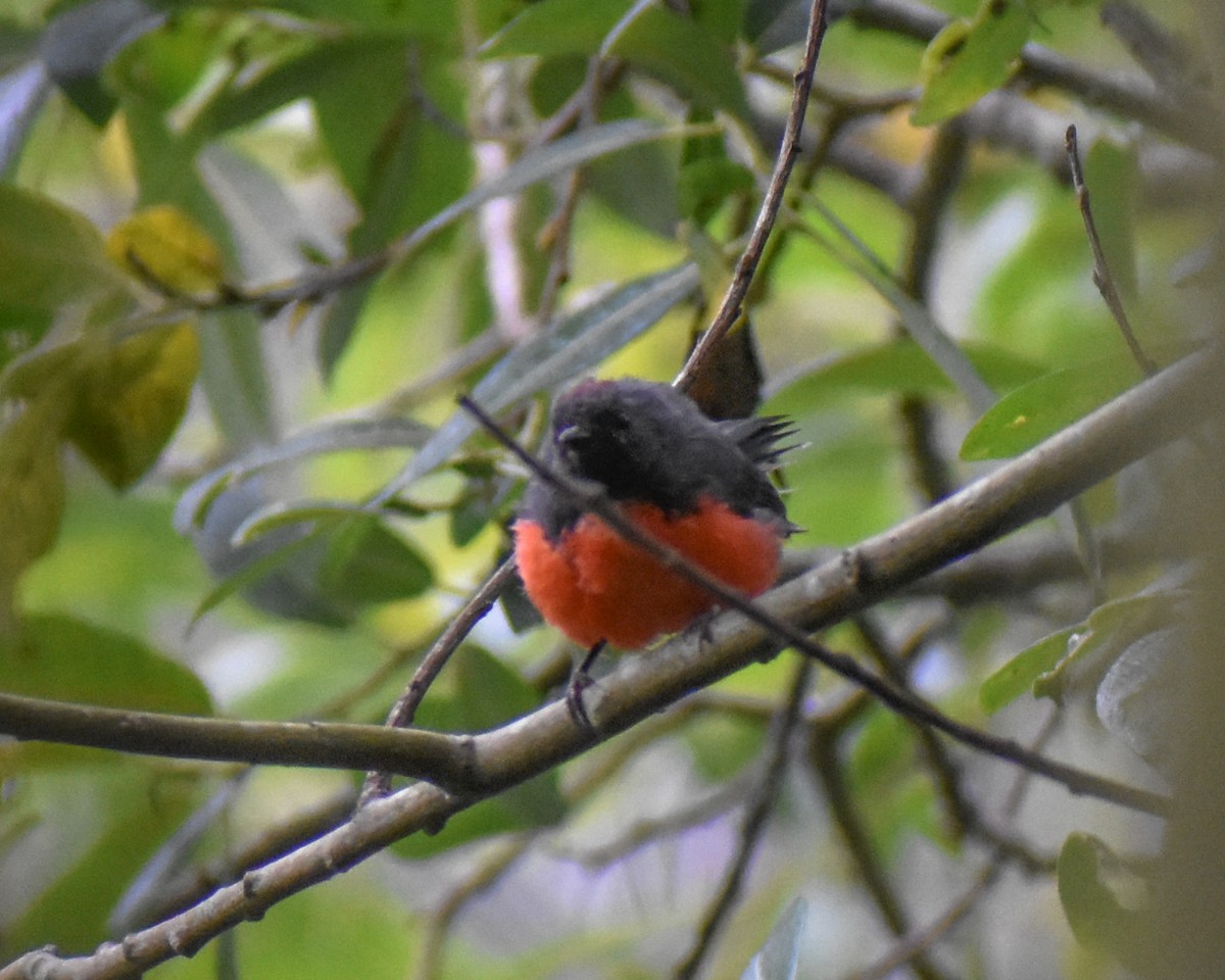 Slate-throated Redstart - Kate E Magoon