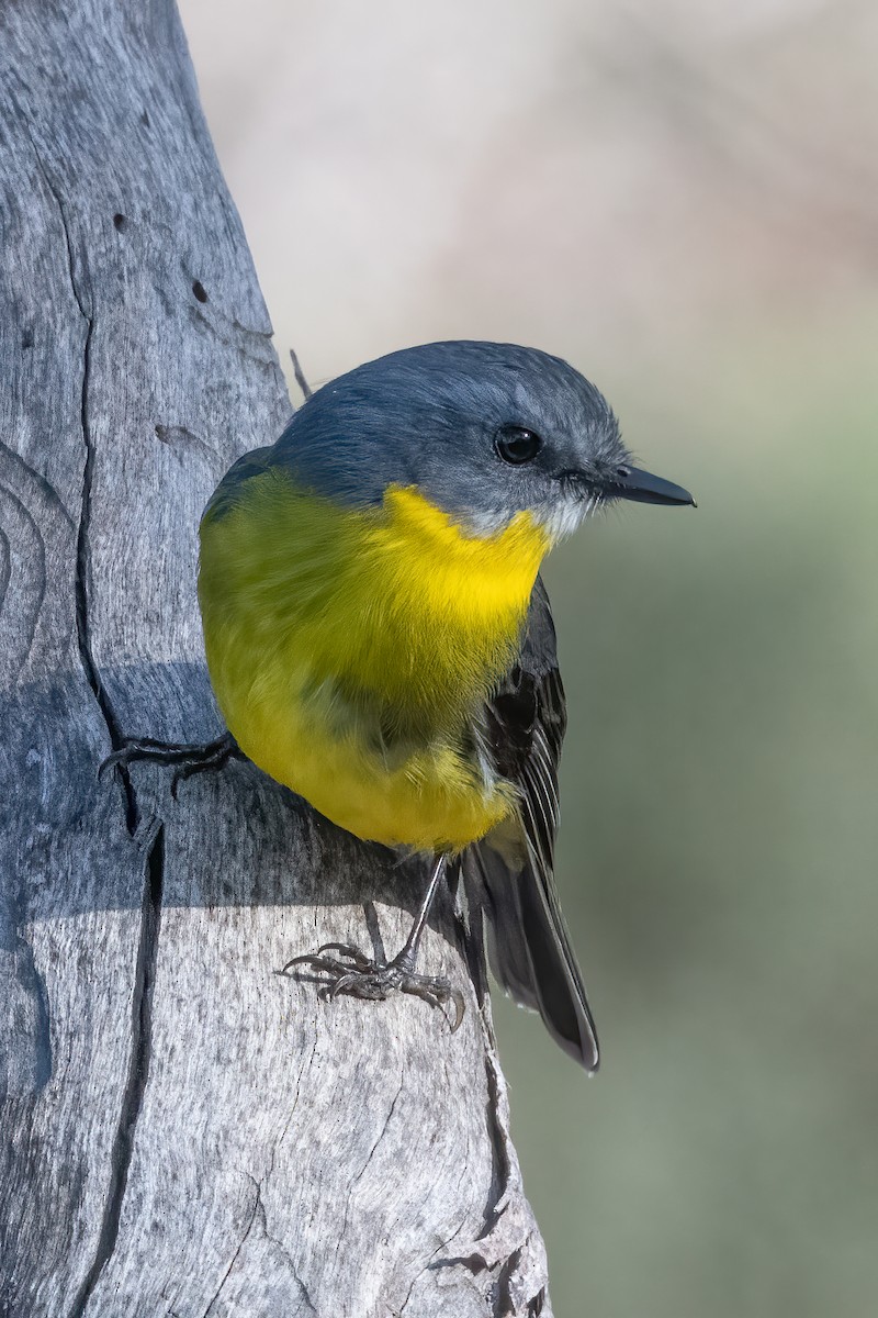 Eastern Yellow Robin - ML622152077