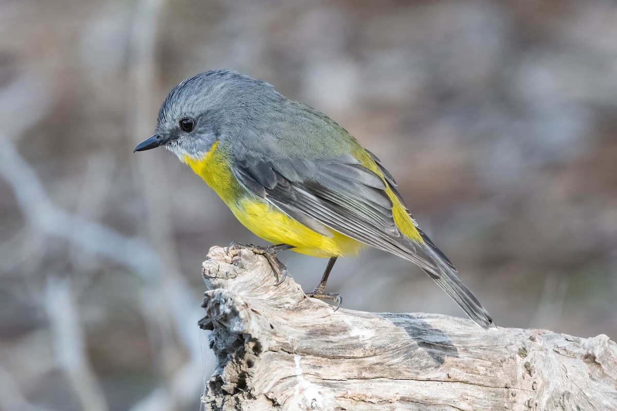 Eastern Yellow Robin - ML622152078