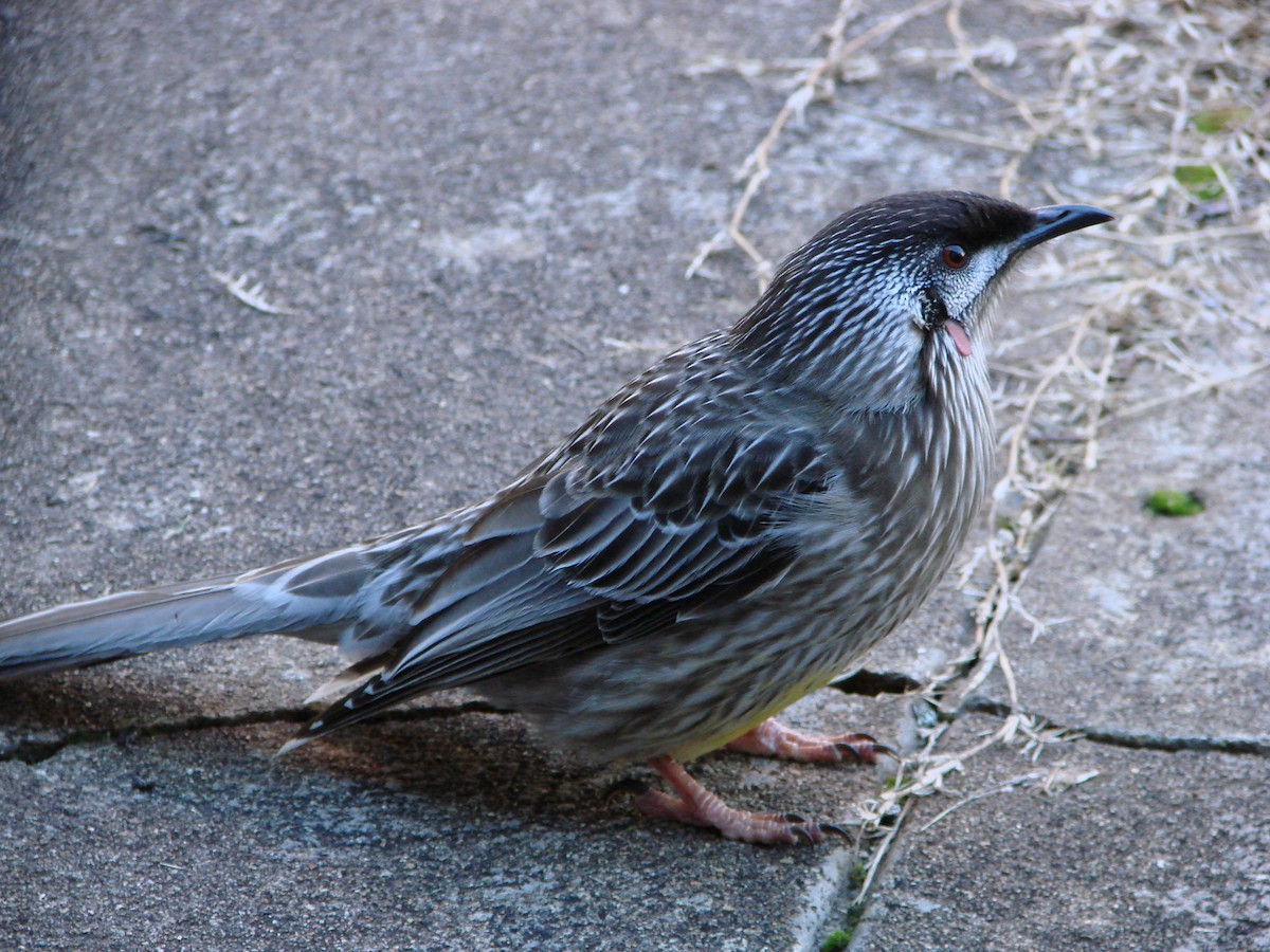 Red Wattlebird - ML622152079