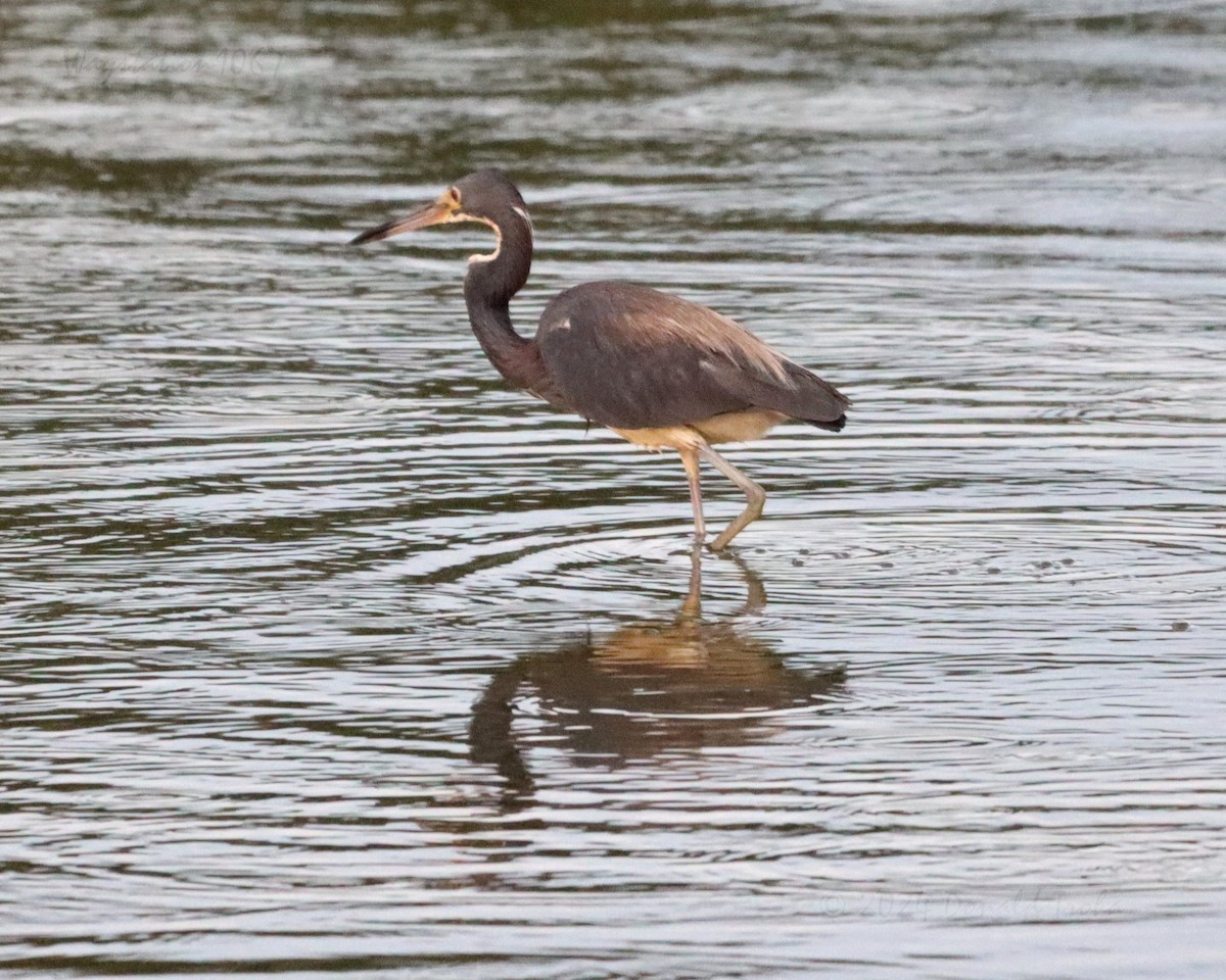 Tricolored Heron - ML622152080