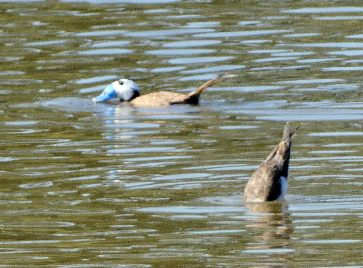 White-headed Duck - Peter Milinets-Raby