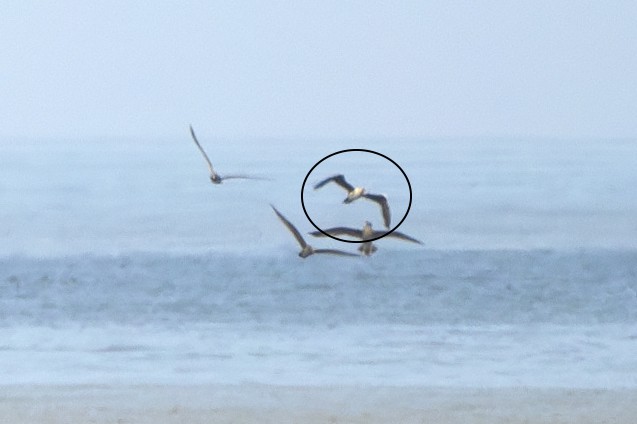 Red-footed Booby - ML622152084