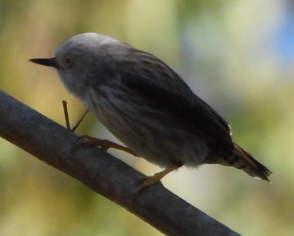 Varied Sittella - ML622152086