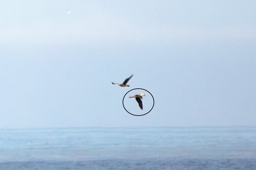 Red-footed Booby - ML622152089