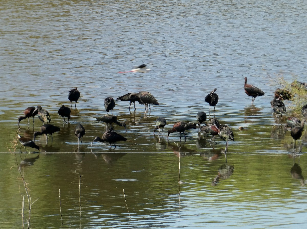 ibis hnědý - ML622152090