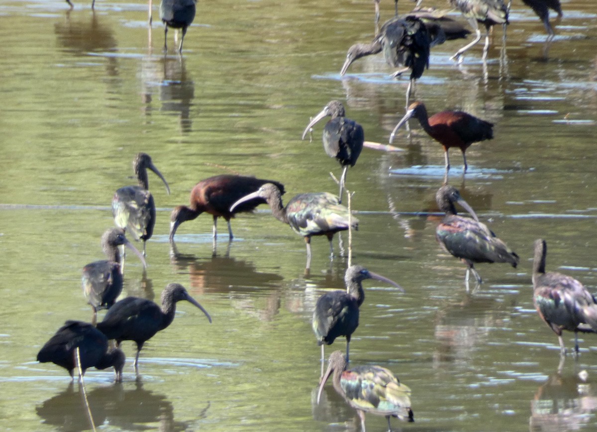 ibis hnědý - ML622152091