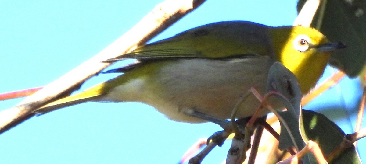 Silvereye - ML622152101