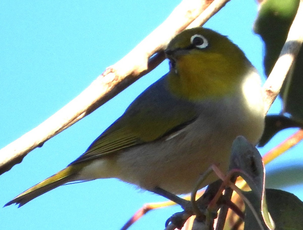 Silvereye - ML622152102