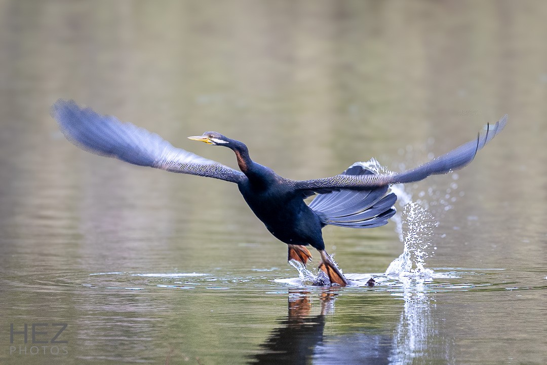 anhinga australská - ML622152103