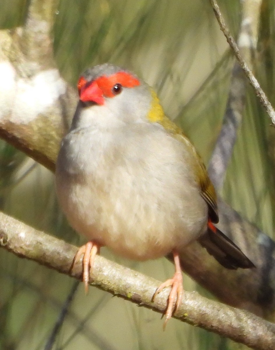 Red-browed Firetail - Suzanne Foley