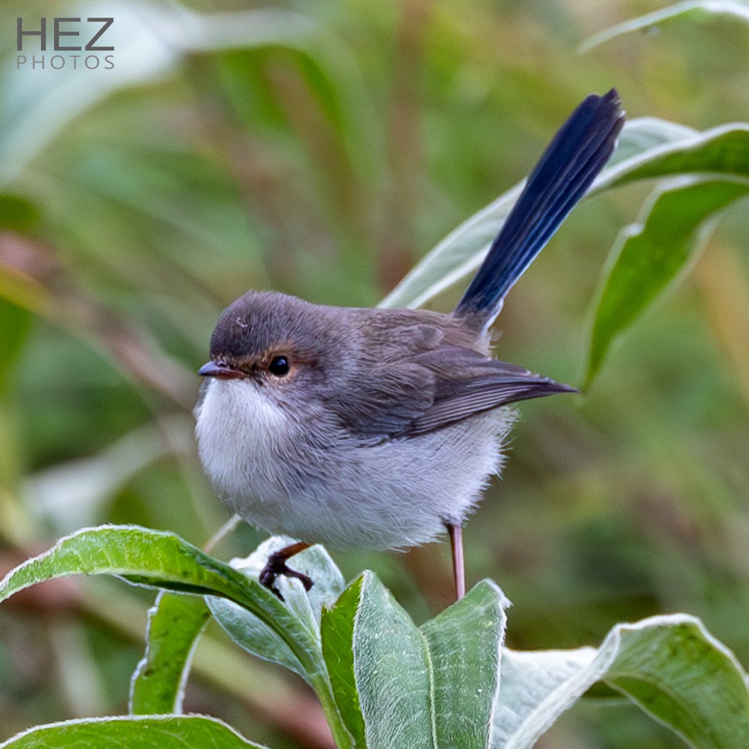 Superb Fairywren - ML622152105