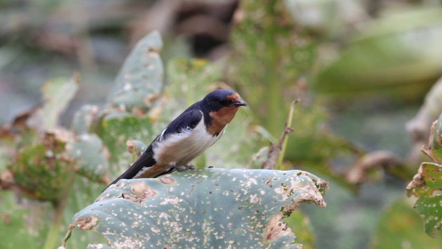 Hirondelle rustique (erythrogaster) - ML622152106