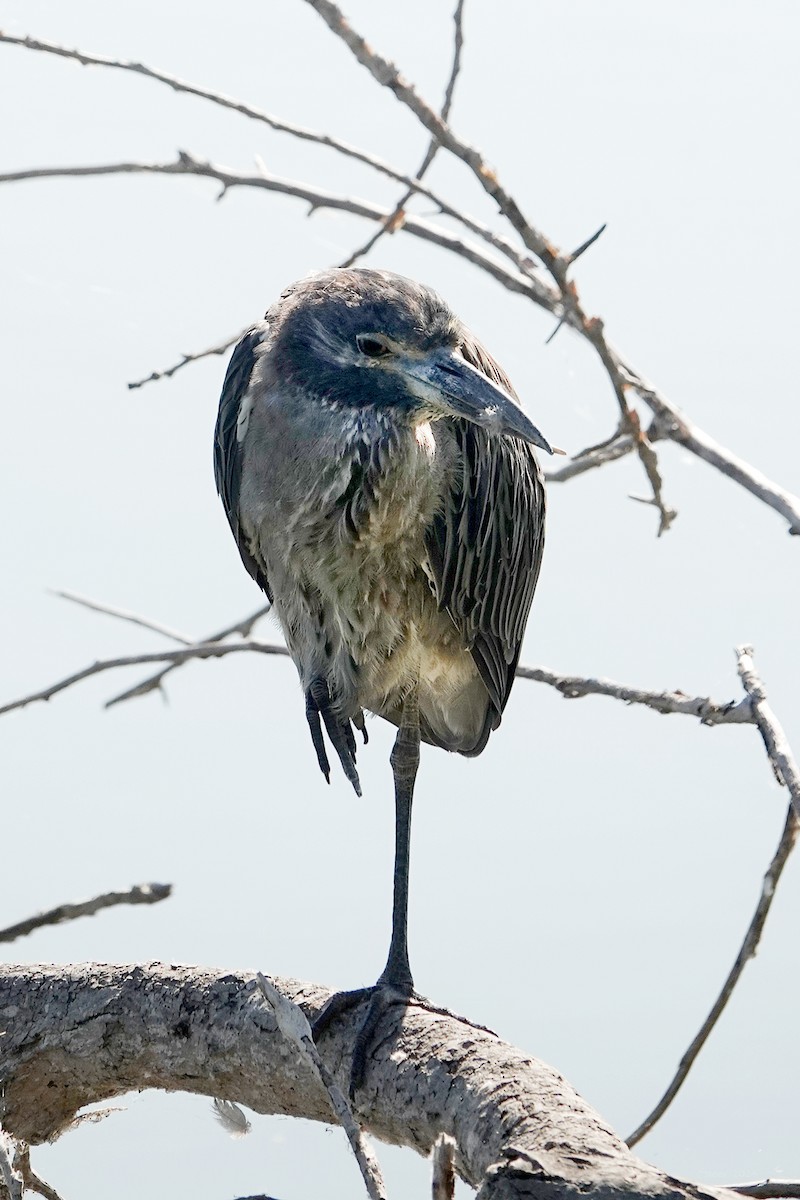 Yellow-crowned Night Heron - ML622152122