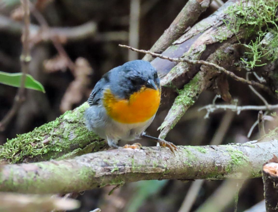 Flame-throated Warbler - ML622152146