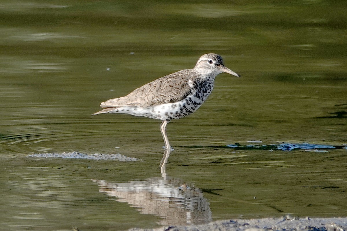 Spotted Sandpiper - ML622152148