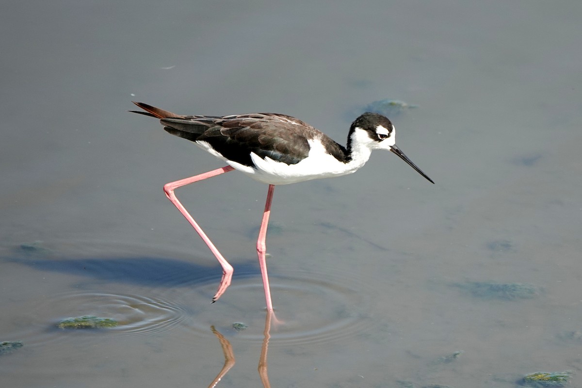 Black-necked Stilt - ML622152164