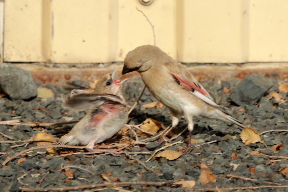 Desert Finch - ML622152166