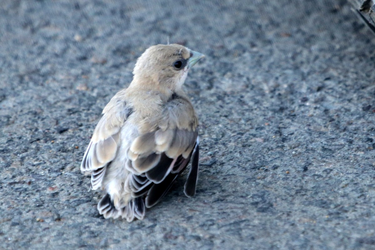 Desert Finch - ML622152169