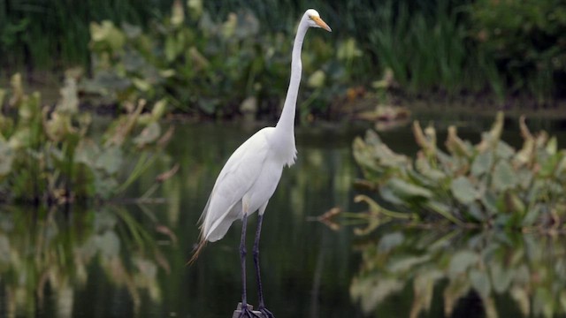 Great Egret - ML622152170