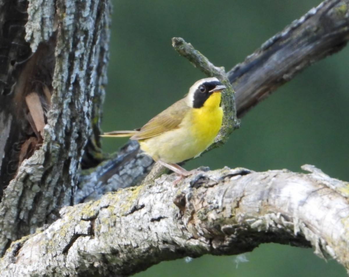 Common Yellowthroat - ML622152171