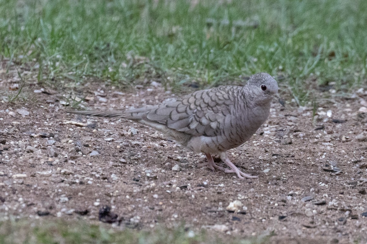 Inca Dove - ML622152172