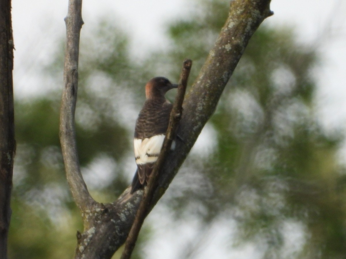 Red-headed Woodpecker - ML622152173