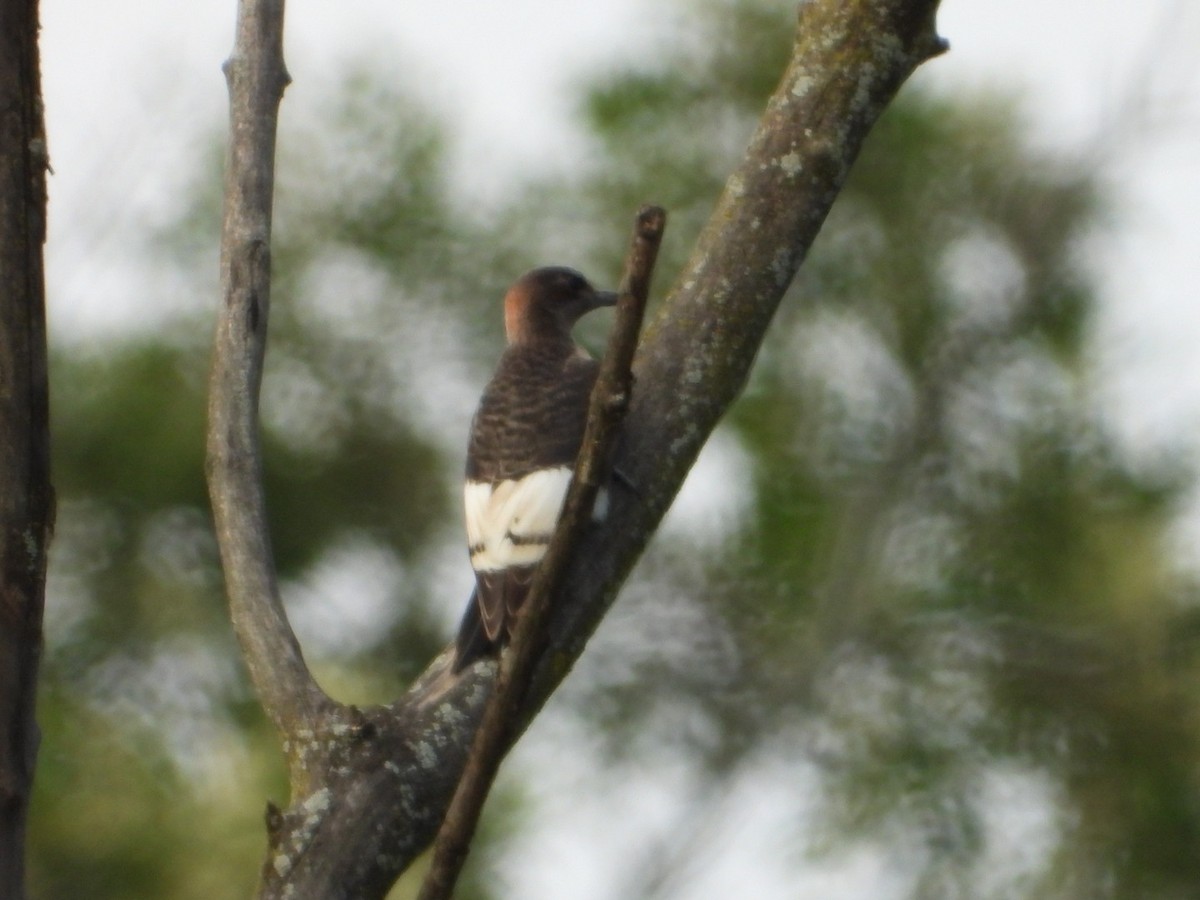 Red-headed Woodpecker - Hazem Alkhan