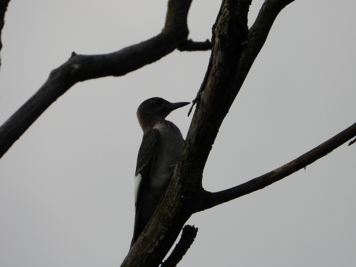 Red-headed Woodpecker - ML622152174