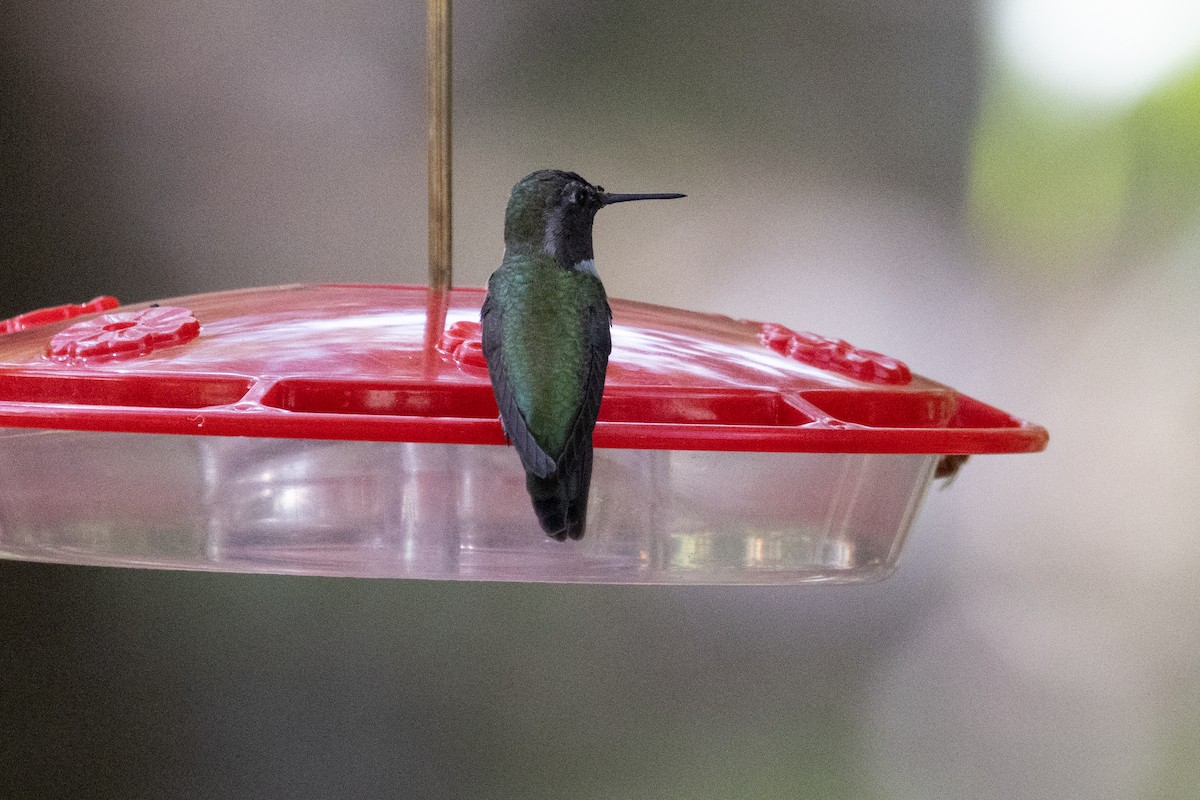 Black-chinned Hummingbird - ML622152175