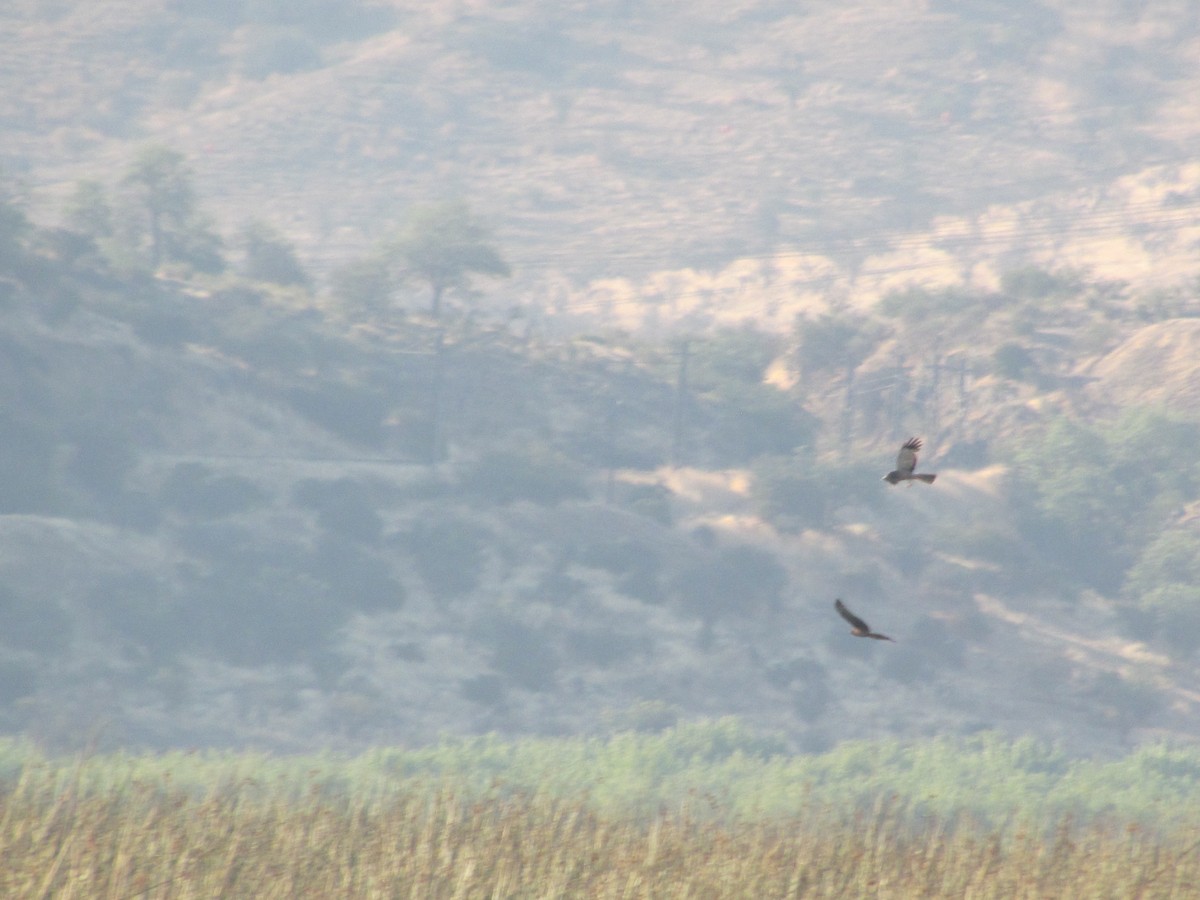 Cinereous Harrier - ML622152176