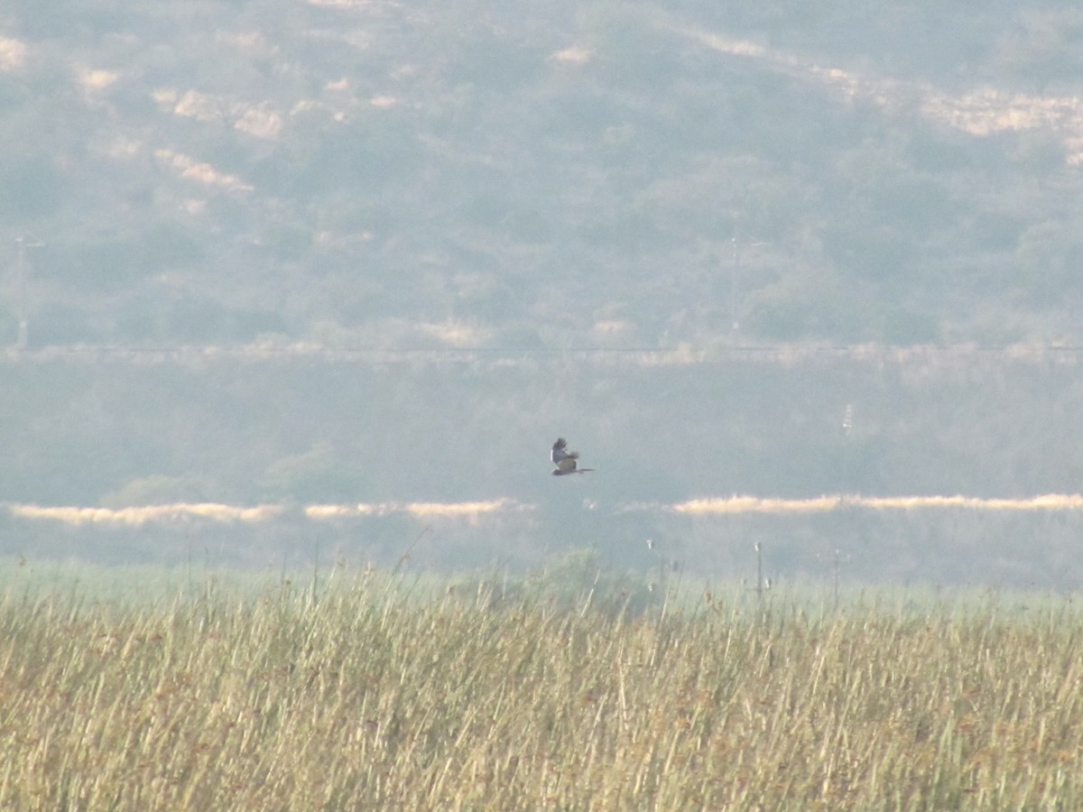 Cinereous Harrier - ML622152178