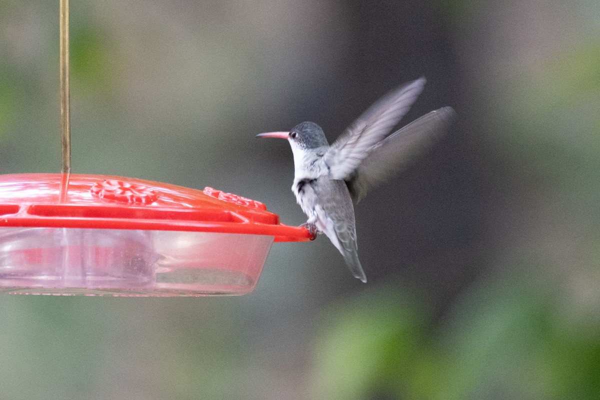 Violet-crowned Hummingbird - ML622152179