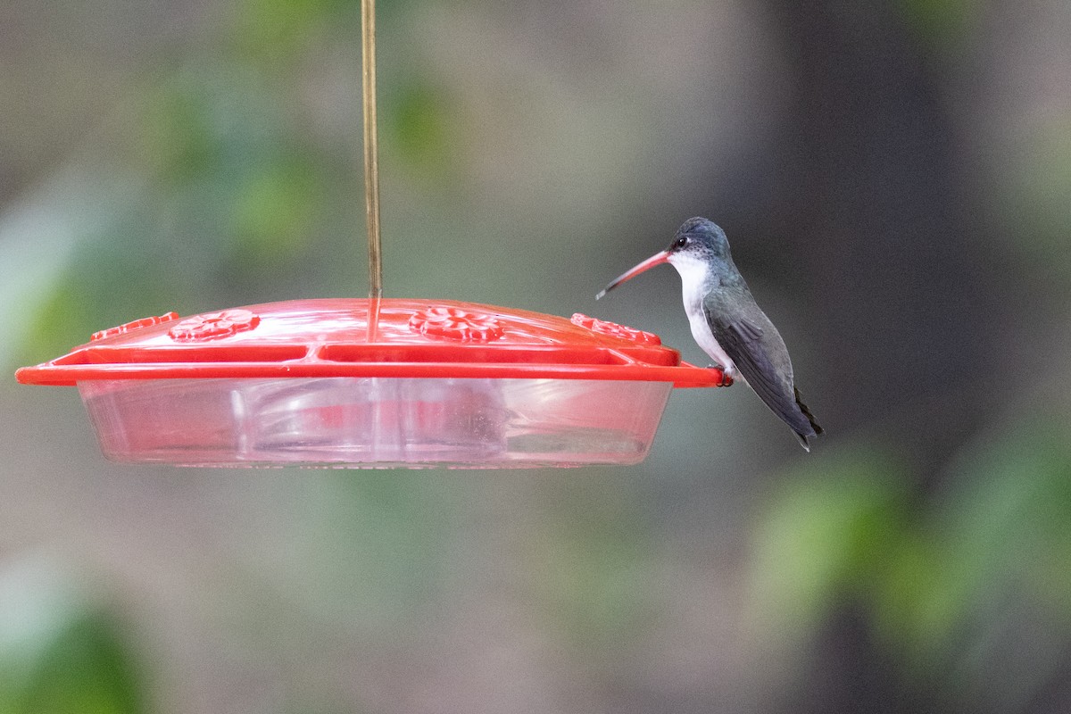 Violet-crowned Hummingbird - ML622152180