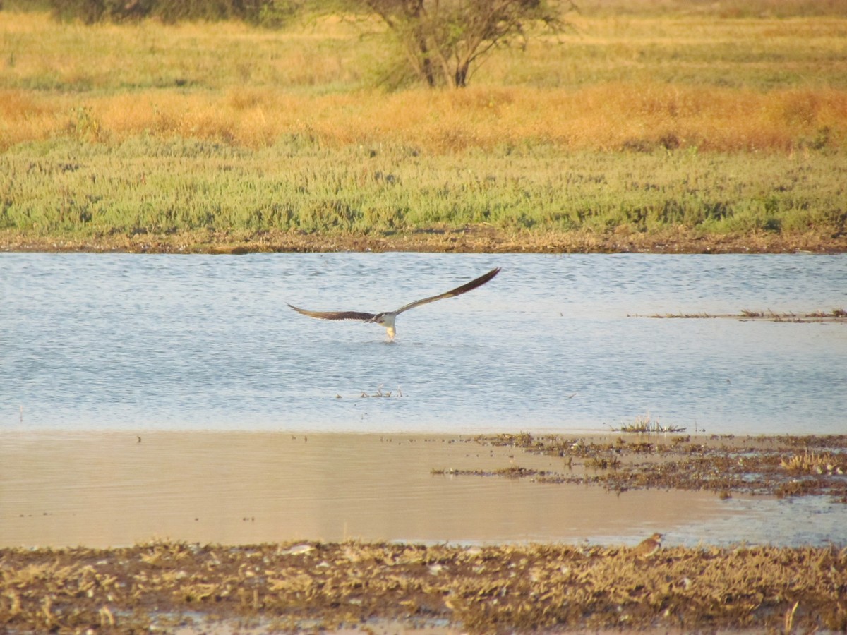 Black Skimmer - ML622152181