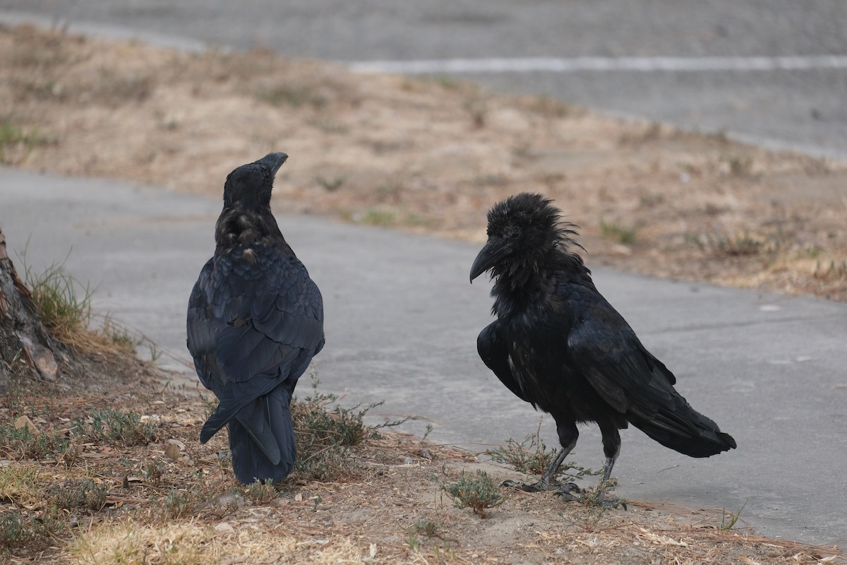 American Crow - ML622152183