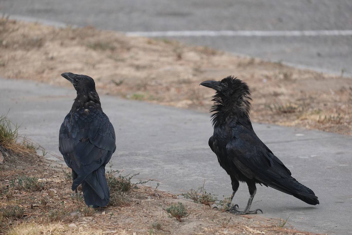 American Crow - ML622152184