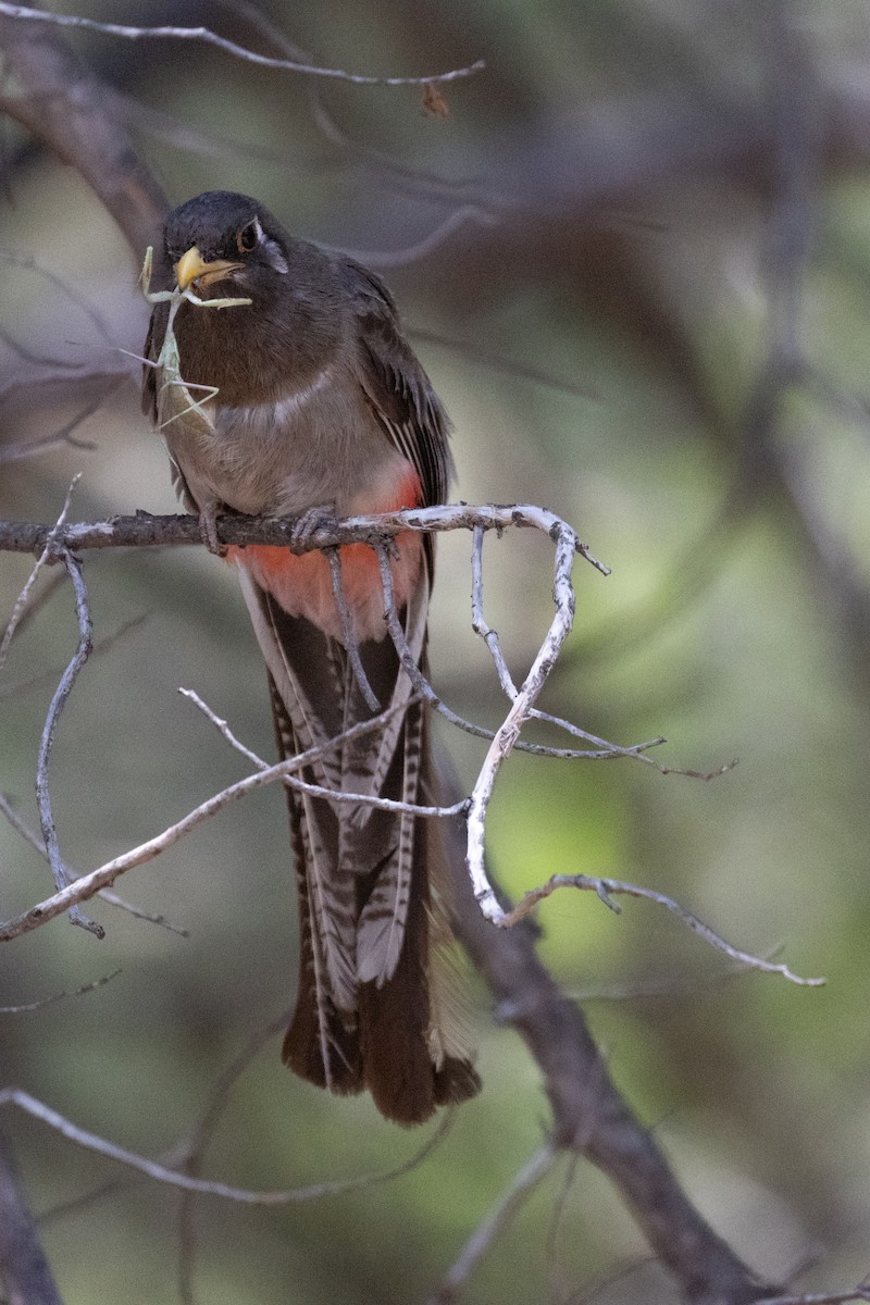 Elegant Trogon - ML622152186