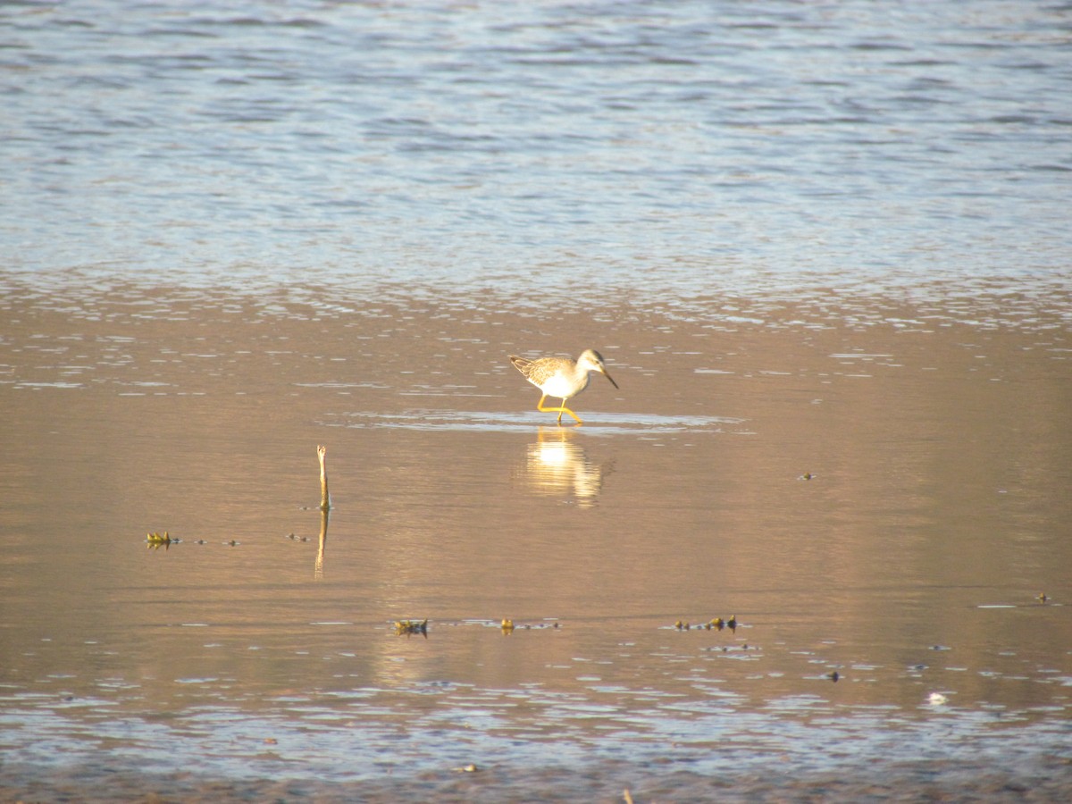 Lesser Yellowlegs - ML622152188