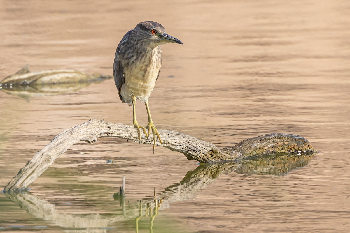 Black-crowned Night Heron - ML622152189