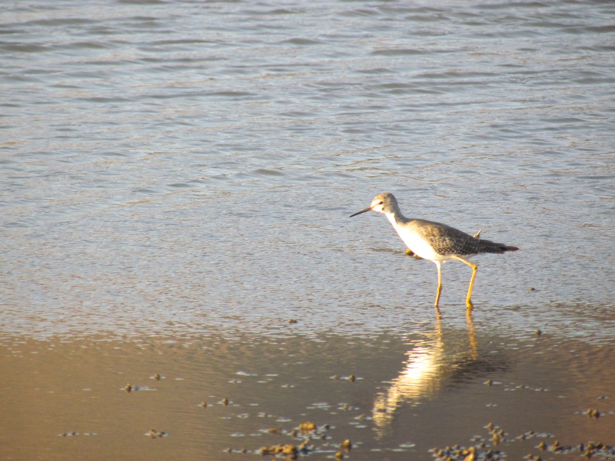 Lesser Yellowlegs - ML622152204