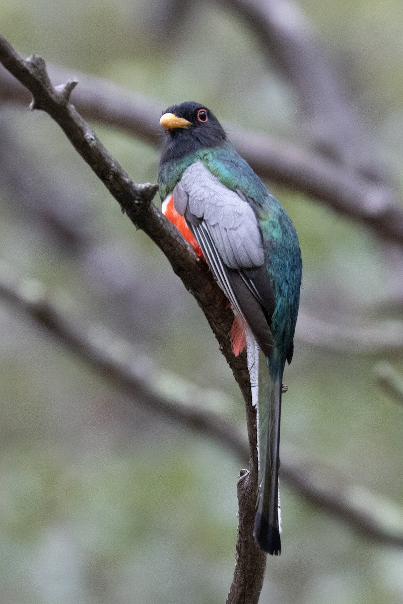 Elegant Trogon - Scott Marnoy