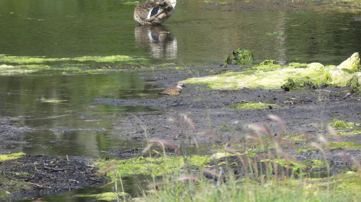 Killdeer - ML622152206