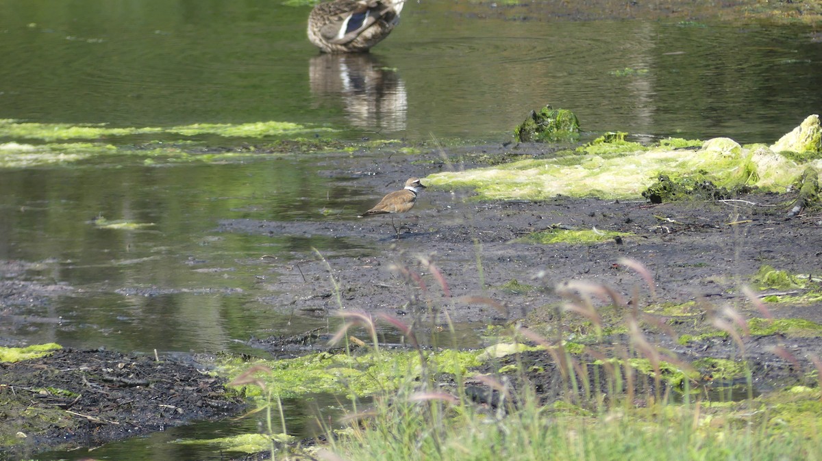 Killdeer - ML622152207